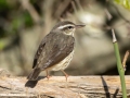 Louisiana Waterthrush - 1268 The Trace, Stewart County, Tennessee, United States, April 7, 2025