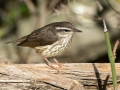 Louisiana Waterthrush - 1268 The Trace, Stewart County, Tennessee, United States, April 7, 2025