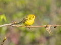 Prairie Warbler - 1268 The Trace, Stewart County, Tennessee, United States, April 7, 2025