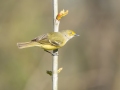 White-eyed Vireo - 1268 The Trace, Stewart County, Tennessee, United States, April 7, 2025