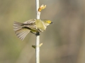 White-eyed Vireo - 1268 The Trace, Stewart County, Tennessee, United States, April 7, 2025