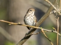 Hermit Thrush - 1268 The Trace, Stewart County, Tennessee, United States, April 7, 2025