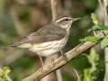 Louisiana Waterthrush - 1268 The Trace, Stewart County, Tennessee, United States, April 7, 2025