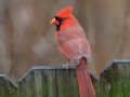 Northern Cardinal - Yard Birds, Clarksville, Montgomery County, TN, December 6, 2022