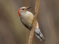 Red-bellied Woodpecker - Yard Birds, Clarksville, Montgomery County, TN, December 6, 2022