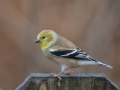 American Goldfinch - Yard Birds, Clarksville, Montgomery County, TN, December 6, 2022