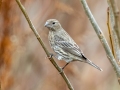 House Finch - Yard Birds, Clarksville, Montgomery County, TN, December 6, 2022