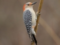 Red-bellied Woodpecker - Yard Birds, Clarksville, Montgomery County, TN, December 6, 2022
