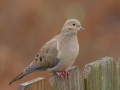 Mourning Dove - Yard Birds, Clarksville, Montgomery County, TN, December 6, 2022