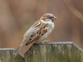 House Sparrow - Yard Birds, Clarksville, Montgomery County, TN, December 6, 2022