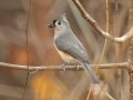 Tufted Titmouse - Yard Birds, Clarksville, Montgomery County, TN, December 6, 2022