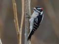 Downy Woodpecker - Yard Birds, Clarksville, Montgomery County, TN, December 6, 2022