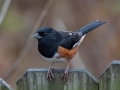 Eastern Towhee - Yard Birds, Clarksville, Montgomery County, TN, December 6, 2022