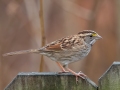 White-throated Sparrow - Yard Birds, Clarksville, Montgomery County, TN, December 6, 2022