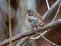 Song Sparrow - Yard Birds, Clarksville, Montgomery County, TN, December 6, 2022
