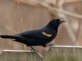Red-winged Blackbird - Yard Birds - Montgomery County, Clarksville, TN, Feb 26, 2023