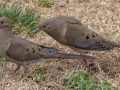 Mourning Doves (mating) - Yard Birds - Montgomery County, Clarksville, TN, Feb 26, 2023