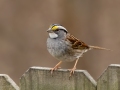 White-throated Sparrow - Yard Birds - Montgomery County, Clarksville, TN, Feb 26, 2023
