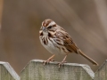 Song Sparrow - Yard Birds - Montgomery County, Clarksville, TN, Feb 26, 2023