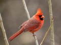 Northern Cardinal - Yard Birds - Montgomery County, Clarksville, TN, Feb 26, 2023