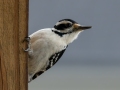 Hairy Woodpecker - Yard Birds - Montgomery County, Clarksville, TN, Feb 26, 2023