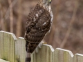 Cooper's Hawk - Yard Birds - Montgomery County, Clarksville, TN, Feb 16, 2023