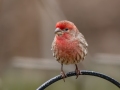 House Finch - Yard Birds - Montgomery County, Clarksville, TN, Feb 26, 2023