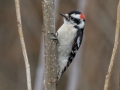 Downy Woodpecker - Yard Birds - Montgomery County, Clarksville, TN, Feb 26, 2023