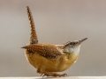 Carolina Wren (displaying) - Yard Birds - Montgomery County, Clarksville, TN, Feb 26, 2023