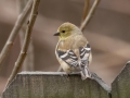 American Goldfinch - Yard Birds - Montgomery County, Clarksville, TN, Feb 26, 2023