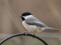 Carolina Chickadee - Yard Birds - Montgomery County, Clarksville, TN, Feb 26, 2023