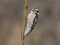 Downy Woodpecker - Yard Birds - Montgomery County, Clarksville, TN, Feb 26, 2023