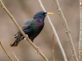 European Starling - Yard Birds - Montgomery County, Clarksville, TN, Feb 26, 2023