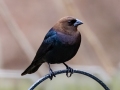 Brown-headed Blackbird- Yard Birds - Montgomery County, Clarksville, TN, Feb 26, 2023