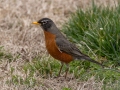 American Robin - Yard Birds - Montgomery County, Clarksville, TN, Feb 26, 2023
