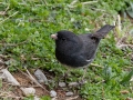 Dark-eyed Junco (Slate-colored) - Yard Birds - Montgomery County, Clarksville, TN, Feb 26, 2023