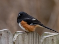 Eastern Towhee - Yard Birds - Montgomery County, Clarksville, TN, Feb 26, 2023