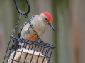 Red-bellied Woodpecker - Yard Birds - Montgomery County, Clarksville, TN, Feb 26, 2023