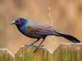 Common Grackle - Yard Birds,, Clarksville, Montgomery County, TN, April 5, 2022