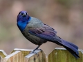 Common Grackle - Yard Birds,, Clarksville, Montgomery County, TN, April 5, 2022