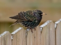 European Starling - Yard Birds,, Clarksville, Montgomery County, TN, January 2022