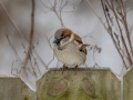 House Sparrow - Yard Birds,, Clarksville, Montgomery County, TN, January 2022