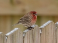 House Finch - Yard Birds,, Clarksville, Montgomery County, TN, January 2022
