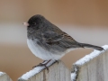 Dark-eyed Junco (Slate-colored) - Yard Birds,, Clarksville, Montgomery County, TN, January 2022