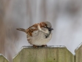 House Sparrow - Yard Birds,, Clarksville, Montgomery County, TN, January 2022