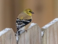 American Goldfinch - Yard Birds,, Clarksville, Montgomery County, TN, January 2022