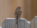 Chipping Sparrow - Yard Birds,, Clarksville, Montgomery County, TN, January 2022