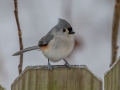 Tufted Titmouse - Yard Birds,, Clarksville, Montgomery County, TN, January 2022