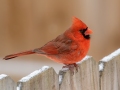 Northern Cardinal - Yard Birds,, Clarksville, Montgomery County, TN, January 2022