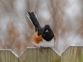 Eastern Towhee (male) - Yard Birds,, Clarksville, Montgomery County, TN, January 2022